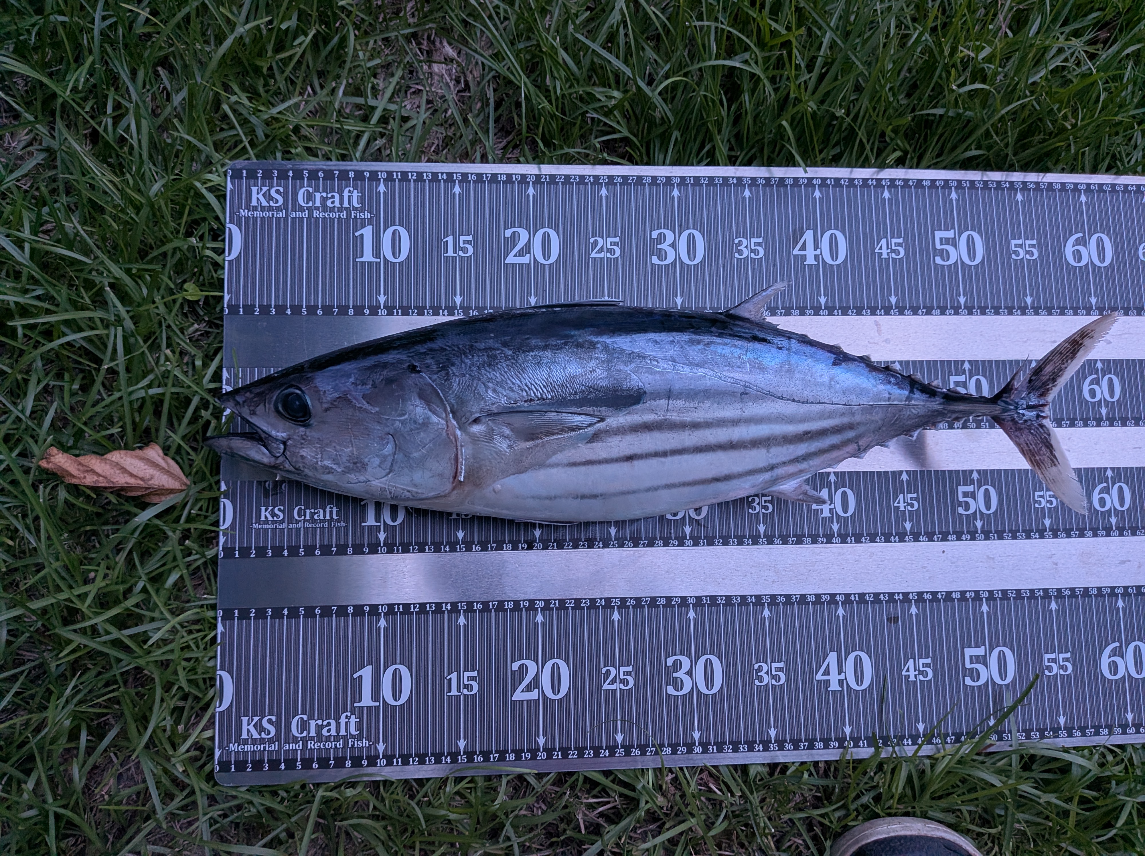 26年8月13日　相模湾コマセカツオ　カツオ！