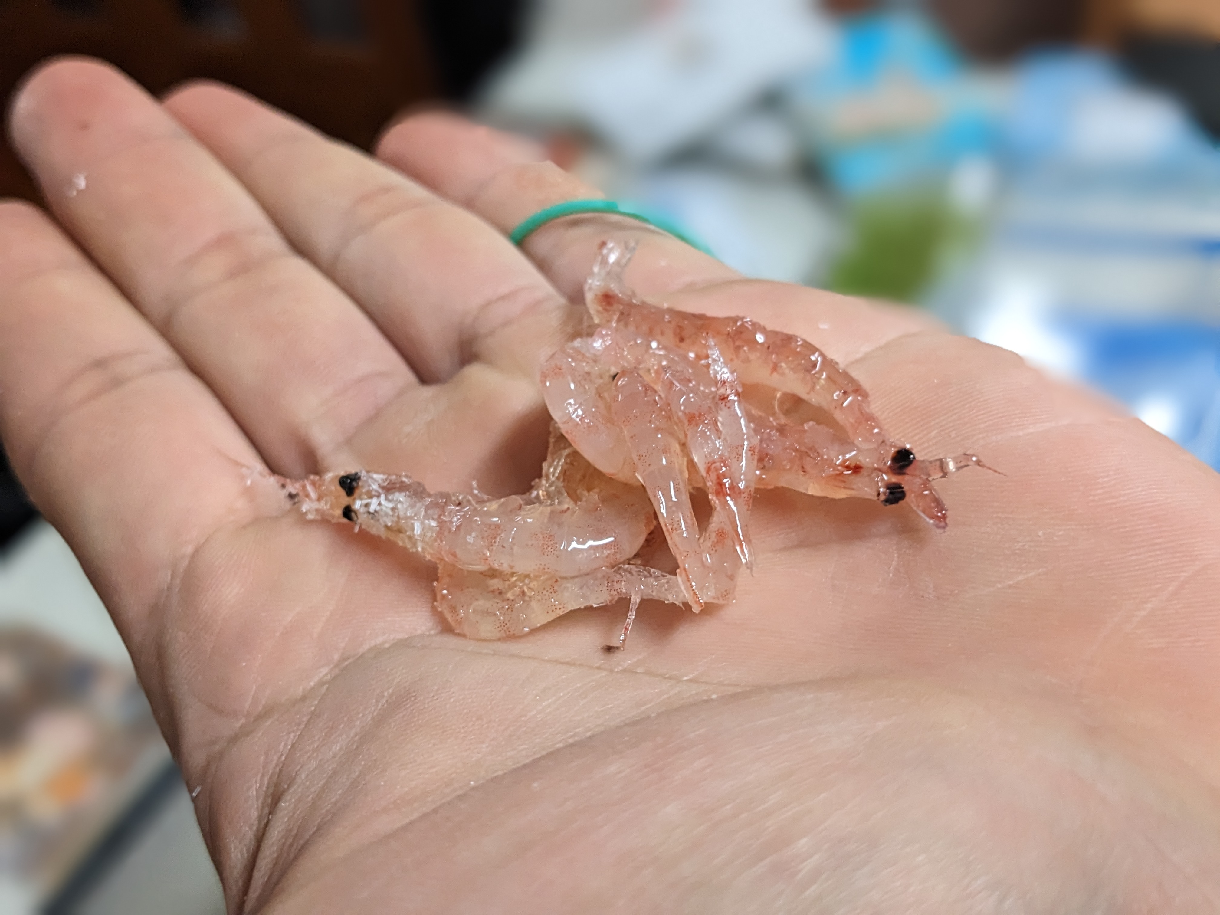 付けエサ自作 オキアミ加工 使用感