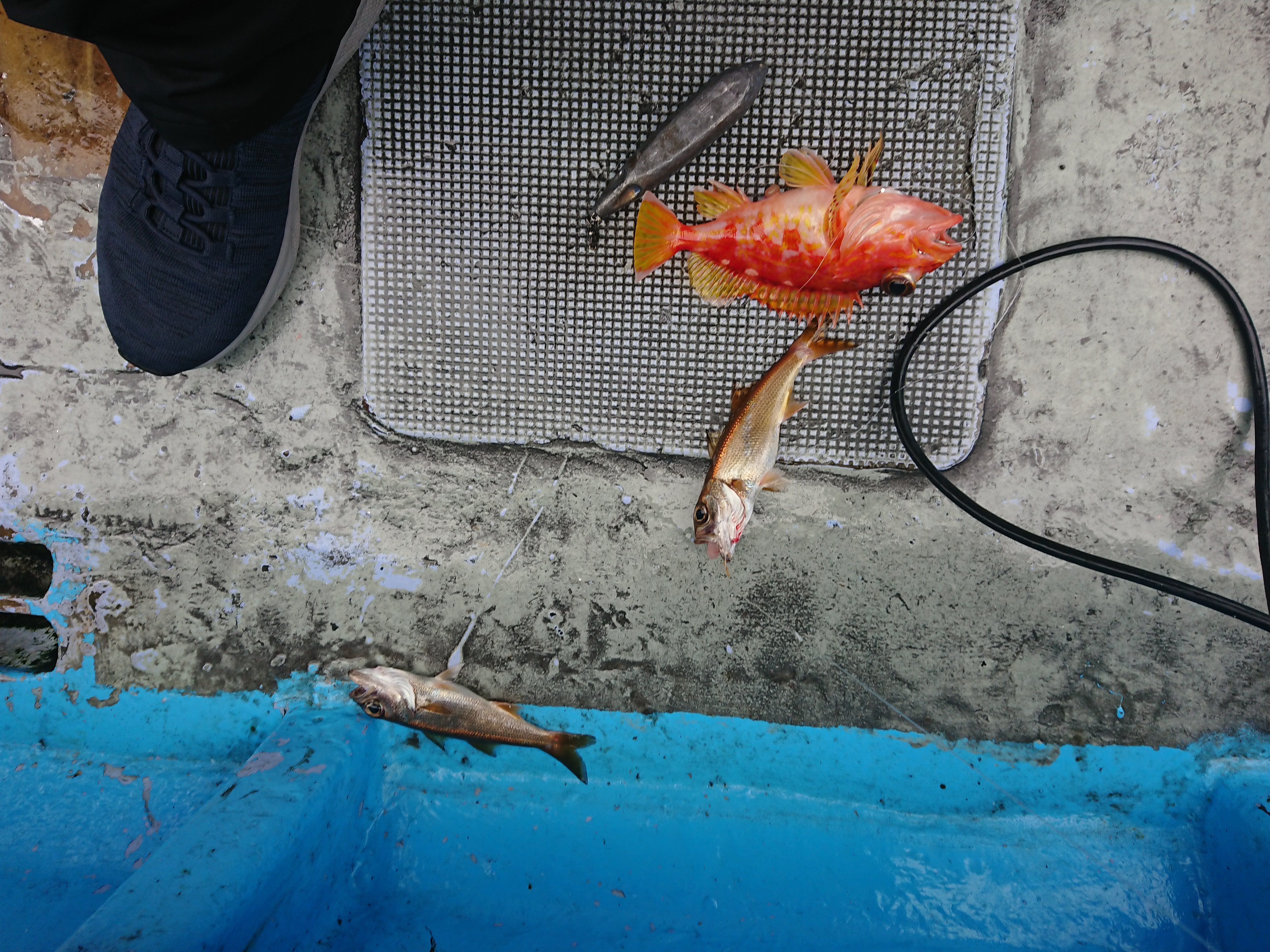 26年9月12日　御前崎沖グループ釣行　サビキ釣果　クロムツとか