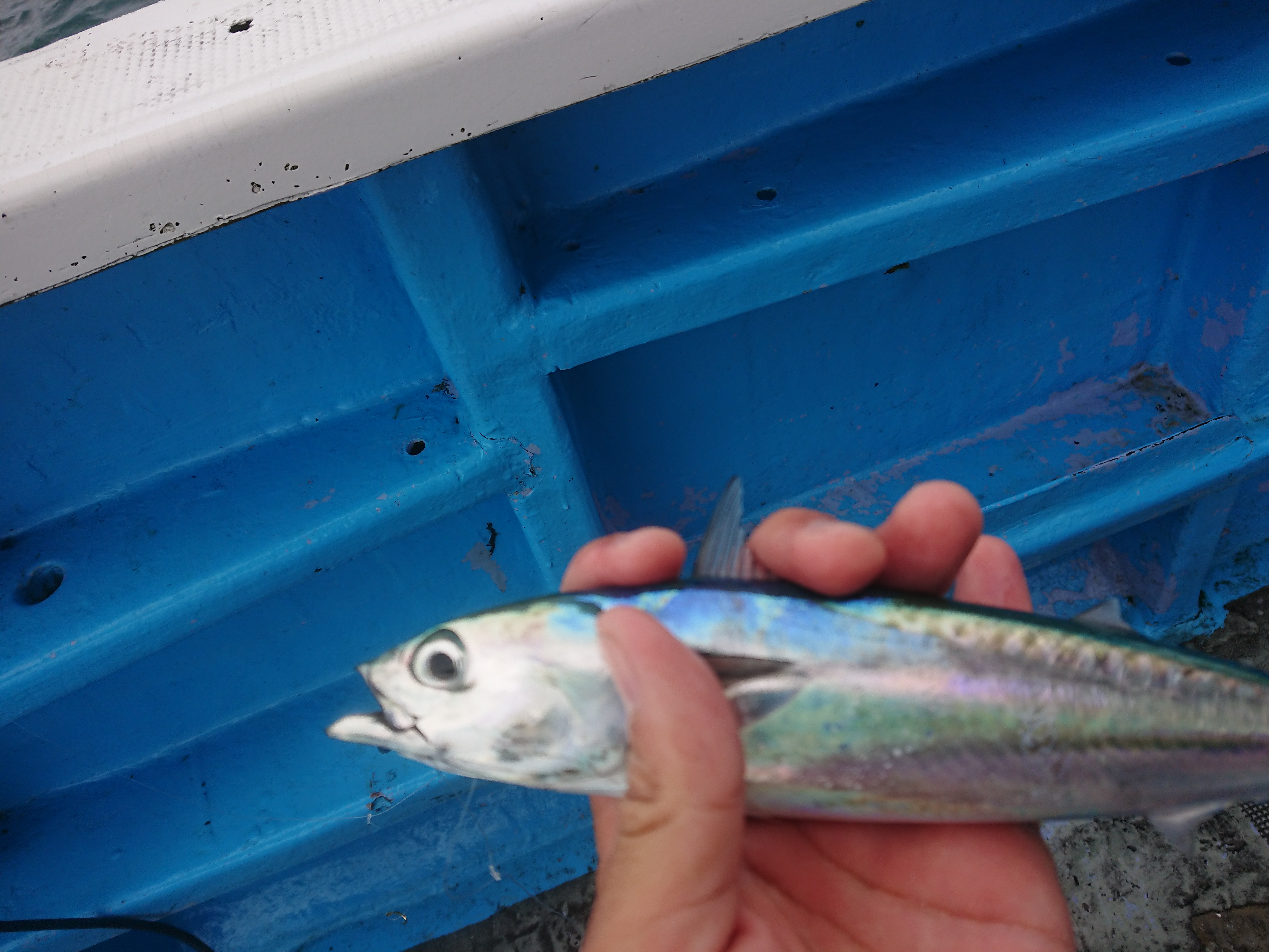 26年9月12日　御前崎沖グループ釣行　サビキ釣果　ソウダガツオ