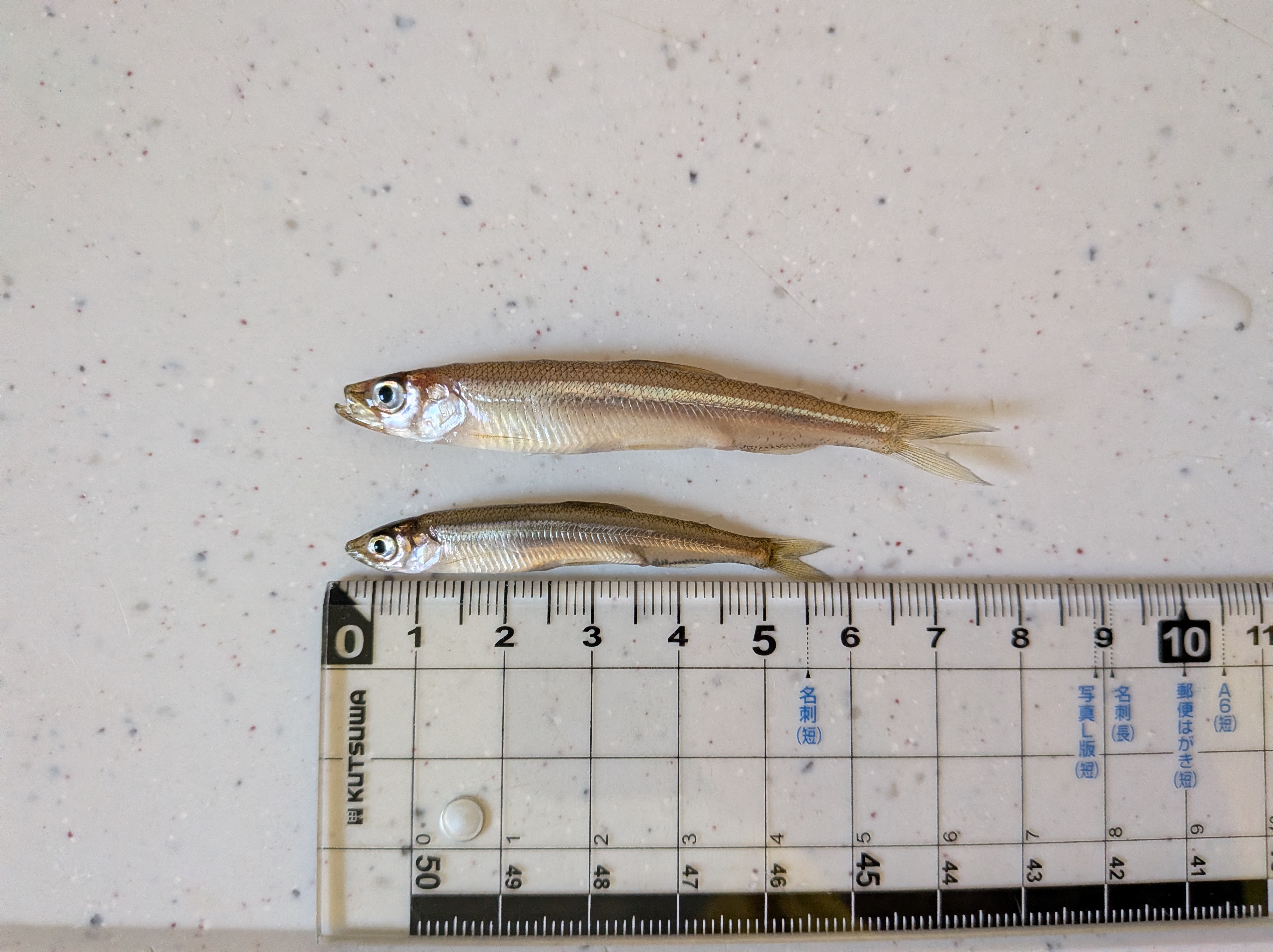 26年10月11日 芦ノ湖グループボート サイズは小さめ